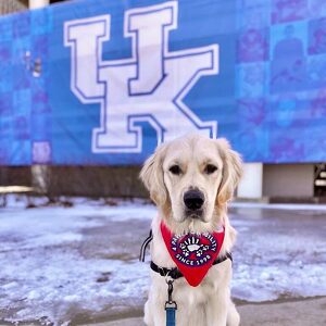 Fundraising Page: UK 4Paws